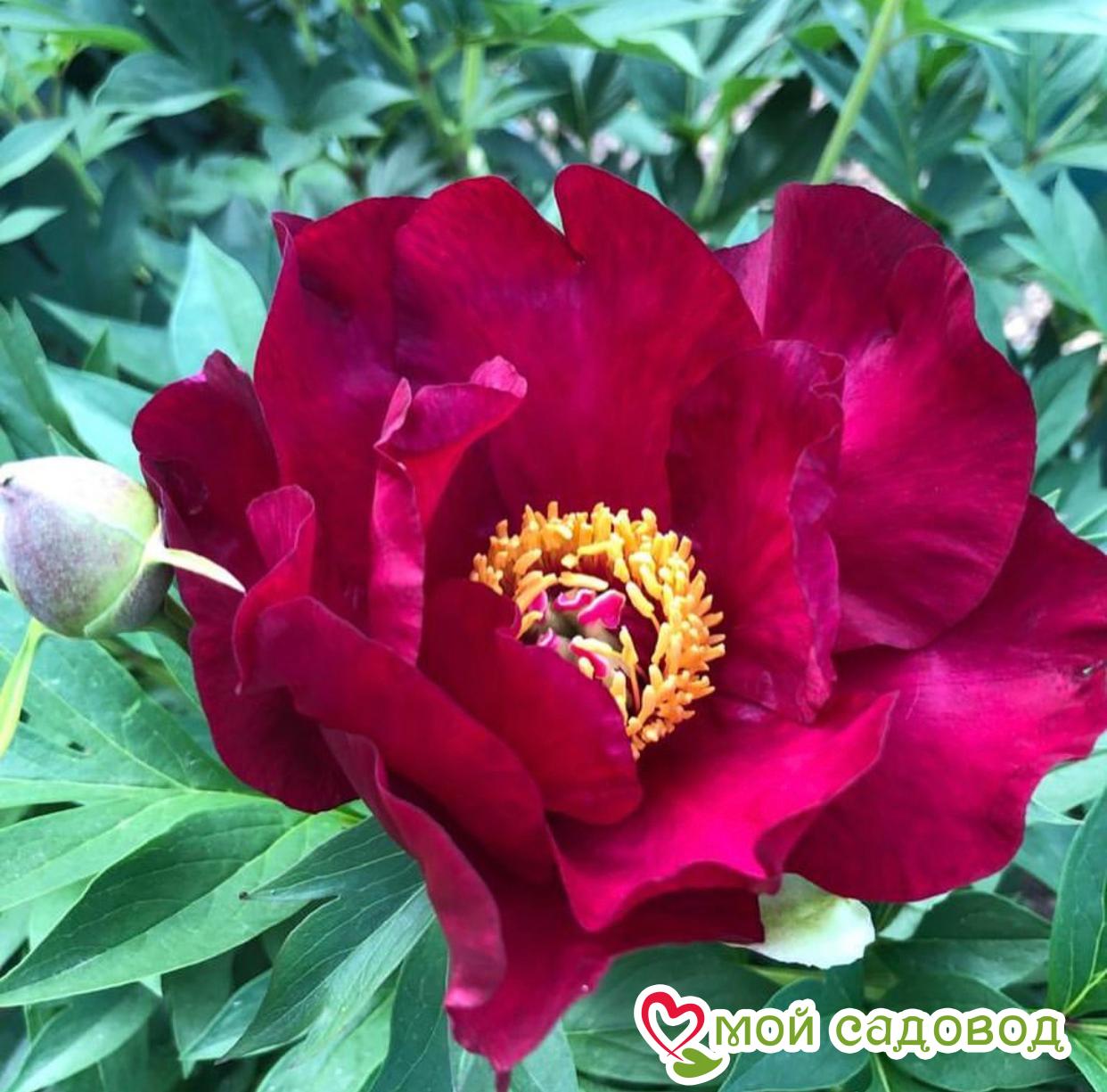 Пион (Ито-гибрид) Скарлет Хевен