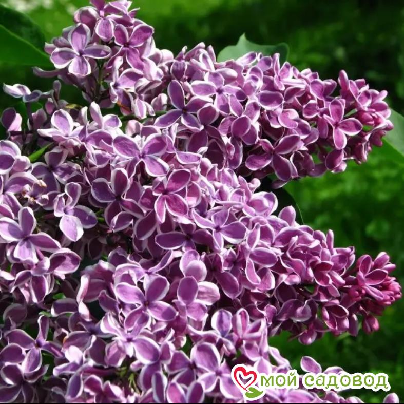 Сирень Сенсация (Sensation)