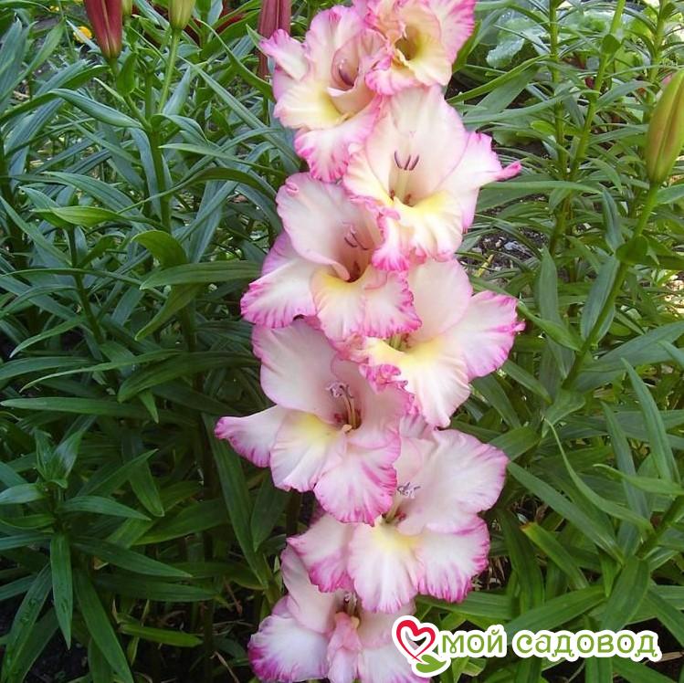 Гладиолус Калос