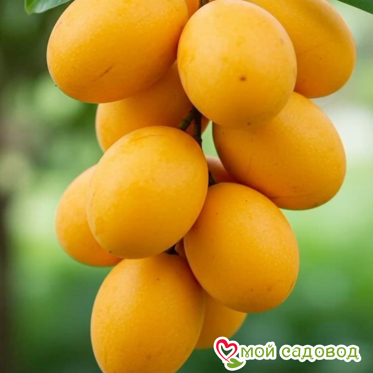 Абрикос Сансара